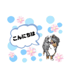 バーニーズレグノのスタンプ3（個別スタンプ：13）