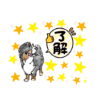 バーニーズレグノのスタンプ3（個別スタンプ：14）
