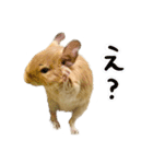 ベタ慣れデグーのもぐ♩（個別スタンプ：13）