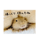 ベタ慣れデグーのもぐ♩（個別スタンプ：17）