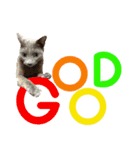 白っぽい犬と黒っぽい猫。2（個別スタンプ：2）