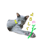白っぽい犬と黒っぽい猫。2（個別スタンプ：3）