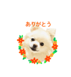 白っぽい犬と黒っぽい猫。2（個別スタンプ：6）