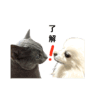 白っぽい犬と黒っぽい猫。2（個別スタンプ：8）