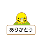 インコとオカメ（個別スタンプ：17）