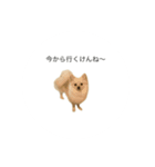 ぽーちゃんスタンプくまもと弁？笑（個別スタンプ：12）