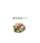 ぽーちゃんスタンプくまもと弁？笑（個別スタンプ：16）