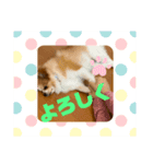モコたん3（個別スタンプ：4）