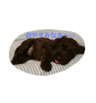 わんこLife（個別スタンプ：1）