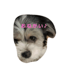わんこLife（個別スタンプ：2）