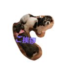 わんこLife（個別スタンプ：8）