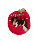 わんこLife（個別スタンプ：10）