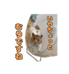 ハムとネコだらけ（個別スタンプ：1）