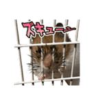 ハムとネコだらけ（個別スタンプ：2）