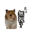 ハムとネコだらけ（個別スタンプ：5）