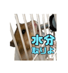 ハムとネコだらけ（個別スタンプ：8）