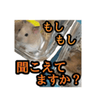 ハムとネコだらけ（個別スタンプ：9）