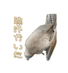 ハムとネコだらけ（個別スタンプ：17）