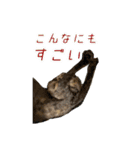 ハムとネコだらけ（個別スタンプ：27）