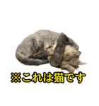ハムとネコだらけ（個別スタンプ：28）