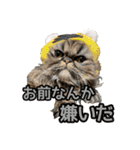 ハムとネコだらけ（個別スタンプ：29）
