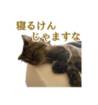ハムとネコだらけ（個別スタンプ：30）