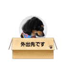 チワックスのシュカ  まいにち（個別スタンプ：3）