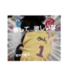 チワックスのシュカ  まいにち（個別スタンプ：10）