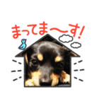 チワックスのシュカ  まいにち（個別スタンプ：14）