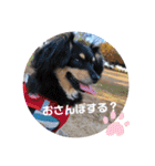 チワックスのシュカ  まいにち（個別スタンプ：16）