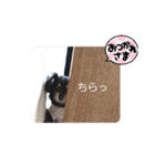 チワックスのシュカ  まいにち（個別スタンプ：17）