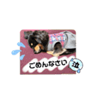 チワックスのシュカ  まいにち（個別スタンプ：19）