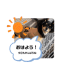 チワックスのシュカ  まいにち（個別スタンプ：20）