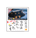 チワックスのシュカ  まいにち（個別スタンプ：22）