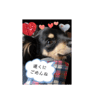 チワックスのシュカ  まいにち（個別スタンプ：23）