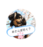 チワックスのシュカ  まいにち（個別スタンプ：24）