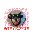 チワックスのシュカ  まいにち（個別スタンプ：31）