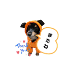 チワックスのシュカ  まいにち（個別スタンプ：32）