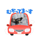 チワックスのシュカ  まいにち（個別スタンプ：33）