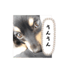 チワックスのシュカ  まいにち（個別スタンプ：38）