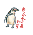 フンボルトペンギンたち（個別スタンプ：3）