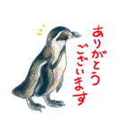 フンボルトペンギンたち（個別スタンプ：6）