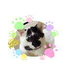 もこにゃんまめにゃん（個別スタンプ：1）