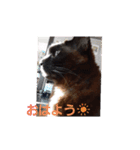 にゃんてスタンプ②（個別スタンプ：4）