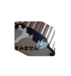 にゃんてスタンプ②（個別スタンプ：11）