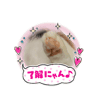 にゃんてスタンプ②（個別スタンプ：12）