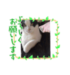 にゃんてスタンプ②（個別スタンプ：16）