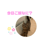 保護猫チクワ（個別スタンプ：1）