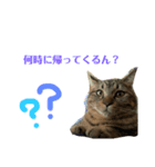 保護猫チクワ（個別スタンプ：3）