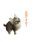保護猫チクワ（個別スタンプ：4）